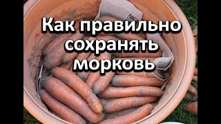 Как правильно сохранять морковь чтобы она не была вялой.
