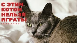 С Платоном нельзя играть! | Про кота | Елена Кундера
