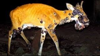 ყველაზე უცნაური კადრები, რომელიც ფოტო ხაფანგითაა გადაღებული.