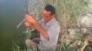 صيد سمك البلطي من مزرعة المطار14/5/2017