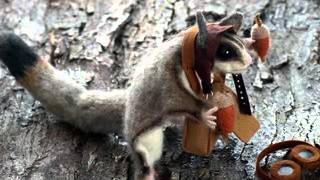 Sugar glider,Белка-летяга сумки,Flying phalanger,フクロモモンガ,悠斗君,cat25,猫ニャーゴ