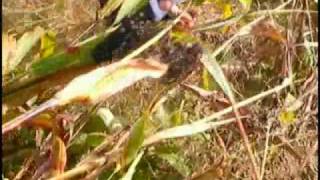 sorghum harvesting