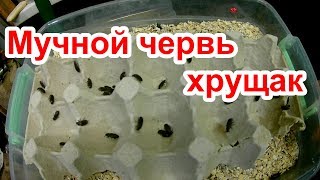 Мучной червь. Хрущак. Кормовая культура. Содержание и разведение.