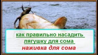 Как правильно насадить лягушку для наживки на сома. Наживка для сома