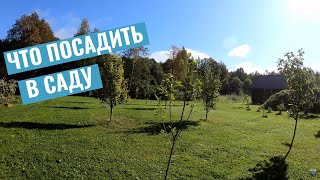 Что посадить в саду? Обзор молодых плодовых деревьев и кустарников осенью