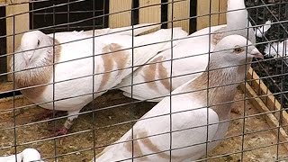 У Коломиї відбулася виставка голубів