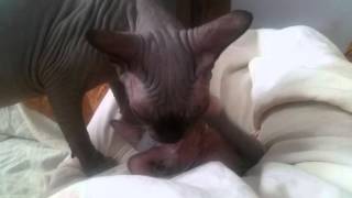 Sphynx love Любовь Сфинксов אהבה ספינקסים