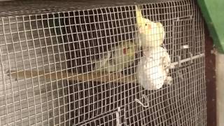 Корелла самец поет и заигрывает к самке.