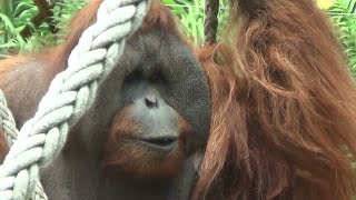 Taronga Zoo - Quick Tour!