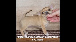 Палевая девочка ЧИХУАХУА  - МАРИ МИСТИК - ЩЕНКИ В ПРОДАЖЕ
