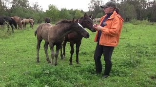 Почему меня не слушается лошадь? Ответ на вопрос.