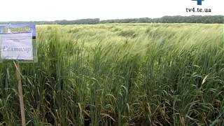 Понад 800 аграріїв із усіх регіонів України з'їхалися переймати досвід на Тернопільщину