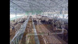 Ferme vaci,ferme oi,ferme capre,ferme pasari cu dotari