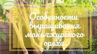 Особенности выращивания маньчжурского ореха в Сибири.  Зеленская Анна