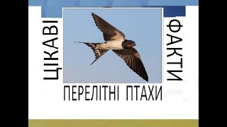 Перелітні птахи. Цікаві факти