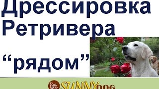 Рядом  Дрессировка щенка ретривера  начало