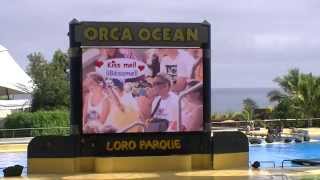 Orca Show, Loro Parque Tenerife, August 2014 - Full Length