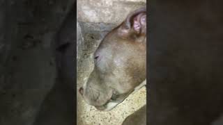الكلاب البيتبول ترضع صغارها (شراسة الكلاب البيتبول)