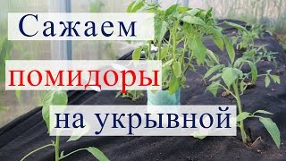 Посадка томатов на укрывной материал в теплицу.(13.05.16)