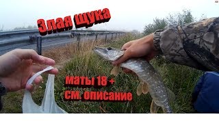 ШОК!!!Вот это поклевка! Щука откусила приманку! Ловля окуня на микроджиг.