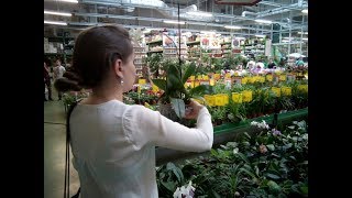 Орхидеи ФАЛЕНОПСИС/ Как правильно выбрать УЦЕНКУ