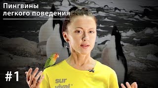 Пингвины легкого поведения: поощрительное спаривание у пингвинов Адели // Все как у зверей #1