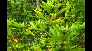 Anuncian más control a uso medicinal del cannabis para que no sea otro producto “mágico” callejero