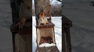 Попросил белку залезть обратно в кормушку / I asked the squirrel to climb back into the feeder