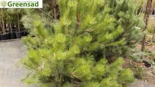 Сосна черная австрийская -видео-обзор от Greensad