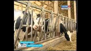 Выгодно ли производство молока на Ставрополье