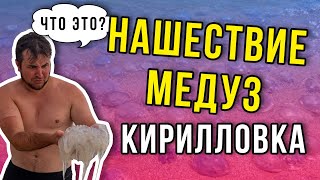 Кирилловка 2020. Пляжи атаковали медузы. Азовское море