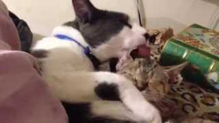 Huge Supercat & Tigger Banana Bengal Kitten Just Met Licking Each Other