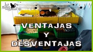 PROS Y CONTRAS JAULAS CyC | C&C CAGES | ANALIZANDO LO BUENO Y LO MALO DE ESTAS JAULAS