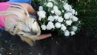 Хризантема многолетняя ! Подарок от подписчиков ! Посадка ?
