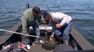 Spring Season Walleye Progressions