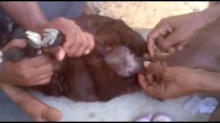 Goat Castration without any Doctor-Must Watch