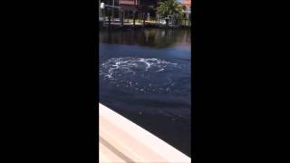 River Tarpon in Fort Myers