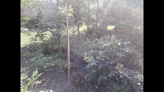 Мой первый опыт прививки розы. Ну, посмотрим...