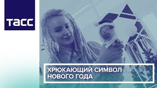 Хрюкающий символ нового года