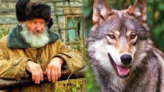 Yaşlı Adam Yavru Bir Kurdu Besledi ve Kurt Büyüyünce Verdiği Tepkiye İnanamayacaksınız.