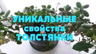 УНИКАЛЬНЫЕ свойства ТОЛСТЯНКИ/Обязательно возьмите на заметку!