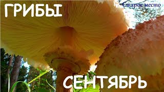 Грибы в сухом лесу.Сентябрь 2018