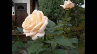 Osiana　オジアーナ　(It is too beautiful a rose in Fukushima)