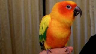 我家金金（金太陽鸚鵡）愛說話 Sun Conure Talking/Speaking Chinese