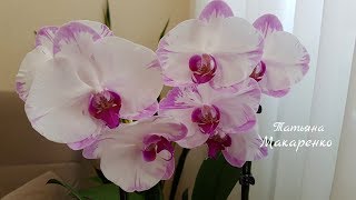 Обильное цветение моих орхидей на 19 мая 2018 часть 1 | Flowering of my orchids | Орхидея | Orchids