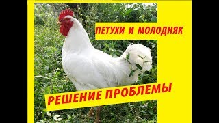 Содержание Кур разного возраста Можно ли содержать молодняк Цыплят с взрослыми Петухами
