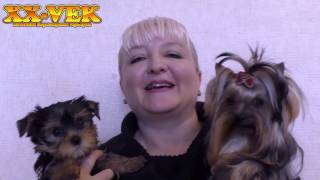 Как выбрать щенка йоркширского терьера? (часть 1)