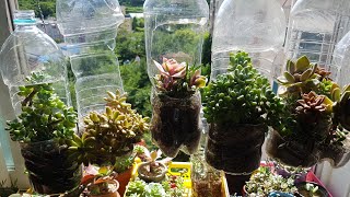 다육이 페트병화분 만들기 ?bottle garden Succulent?페트병재활용 베란다 걸이대 만들기 패트병화분에 아악무구독해 주세요♥다육식물