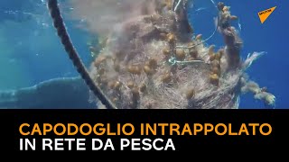 Isole Eolie, capodoglio di 10 metri intrappolato in rete da pesca