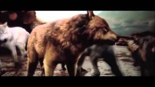 Breaking Dawn ~ Wolf Meeting